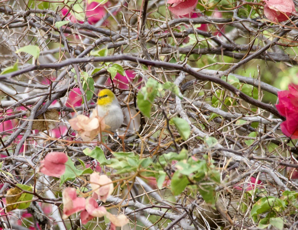 Verdin - Bitty Roy