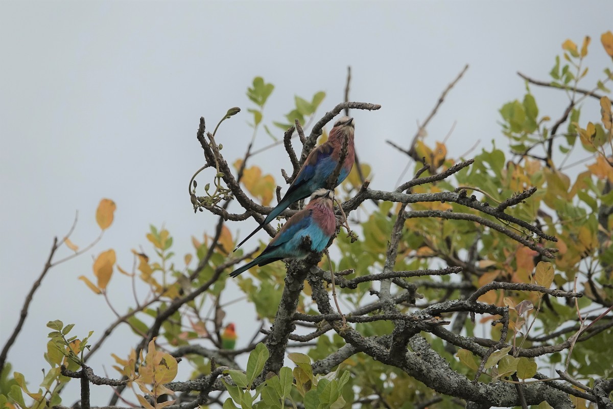 Lilac-breasted Roller - ML539675341