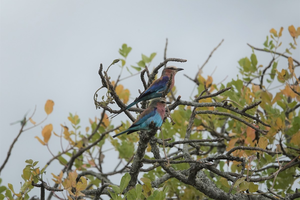 Lilac-breasted Roller - ML539675351