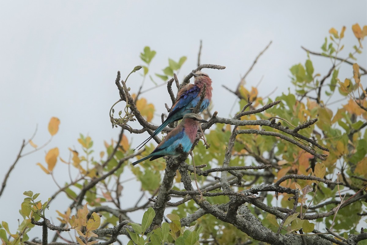 Lilac-breasted Roller - ML539675391