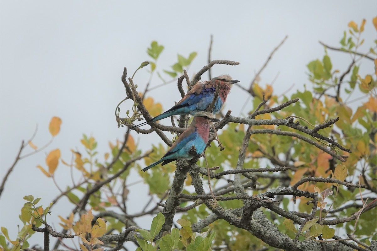 Lilac-breasted Roller - ML539675491
