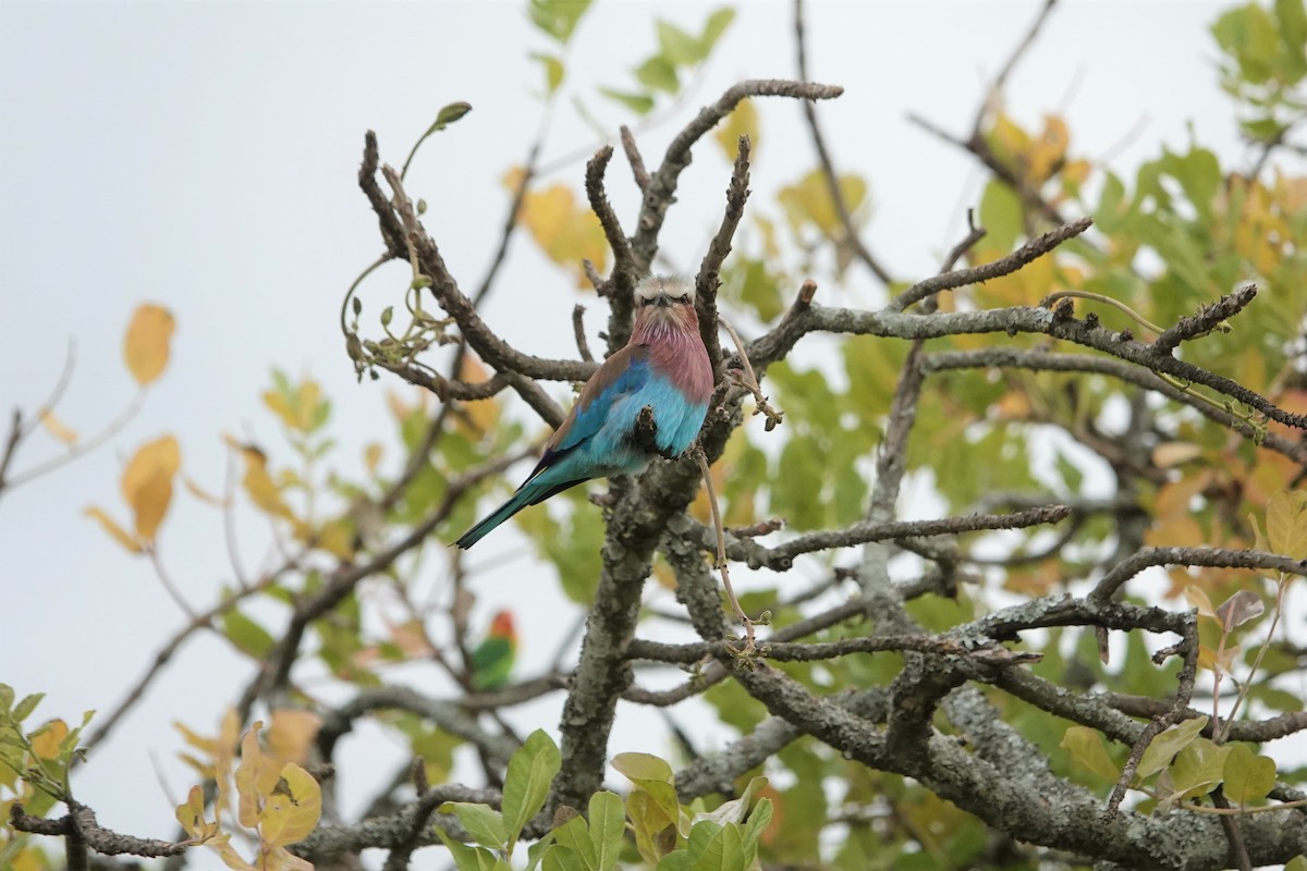 Lilac-breasted Roller - ML539675511