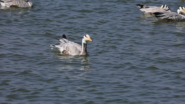 Bar-headed Goose - ML539676591