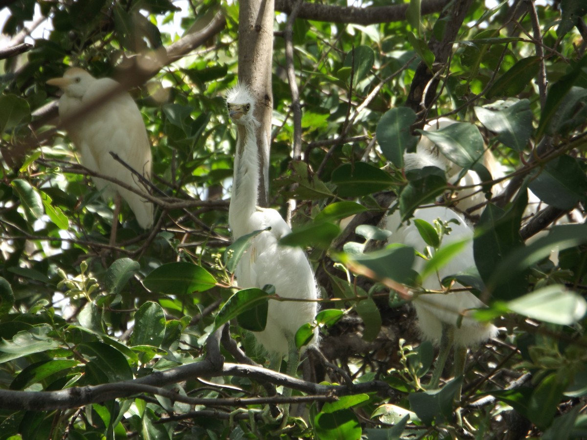 Western Cattle Egret - ML539677051