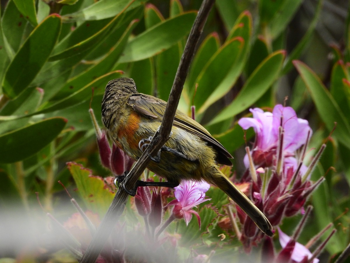 Orange-breasted Sunbird - ML539678171