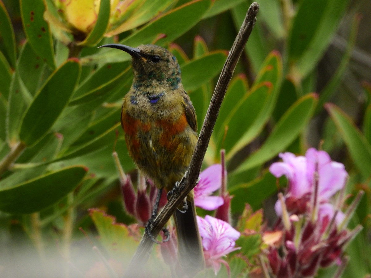 Orange-breasted Sunbird - ML539678281