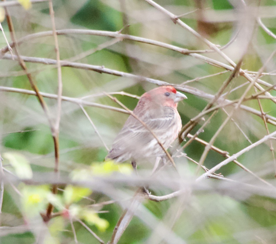 House Finch - Bitty Roy