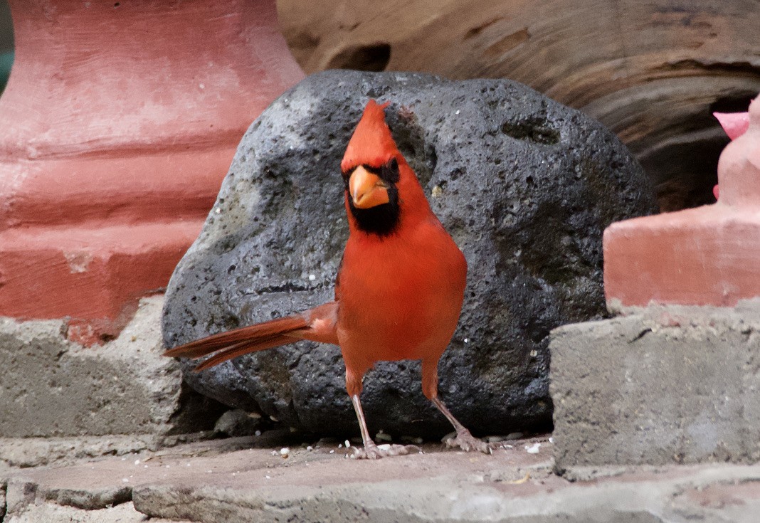 Northern Cardinal - Bitty Roy