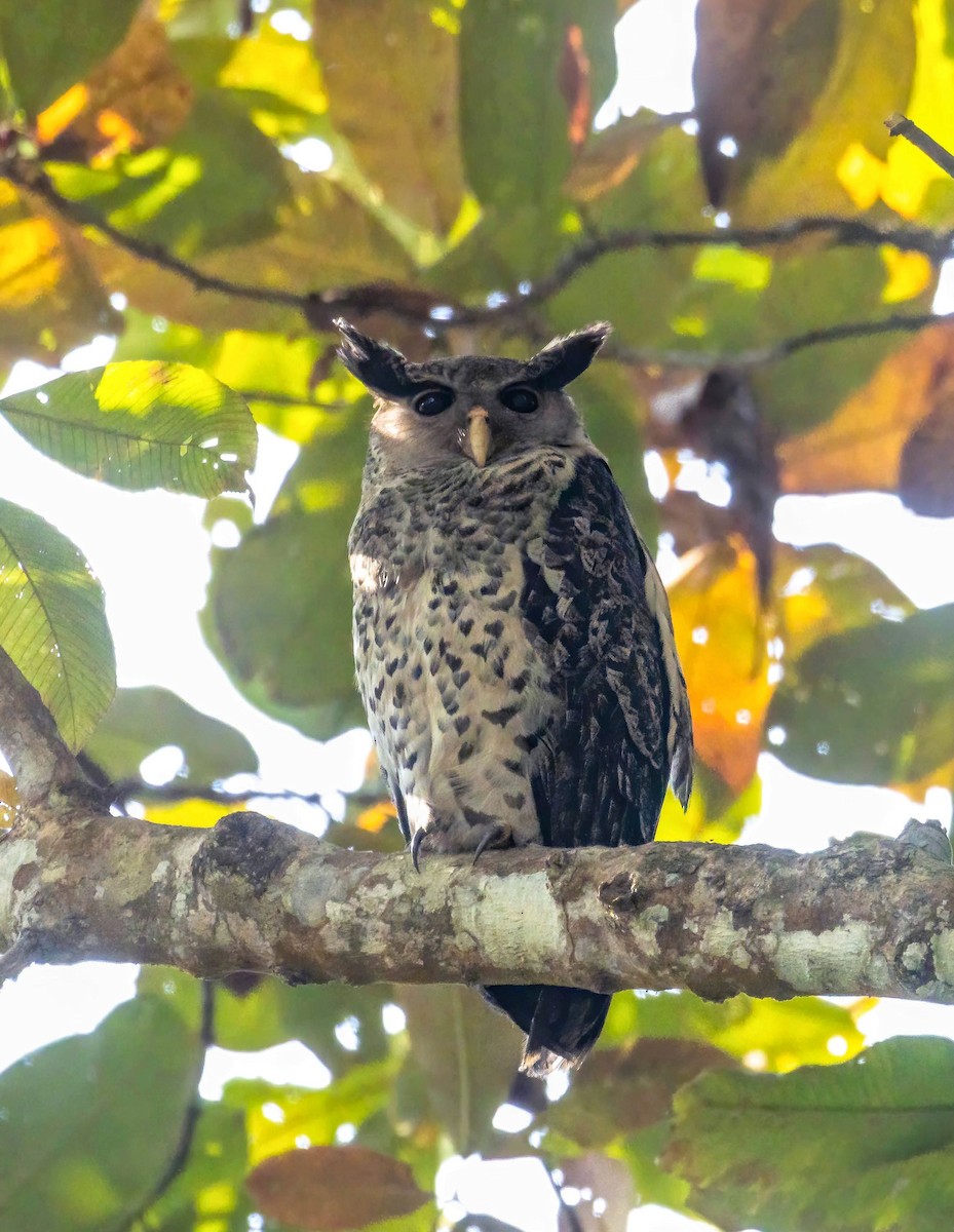 Spot-bellied Eagle-Owl - ML539679151