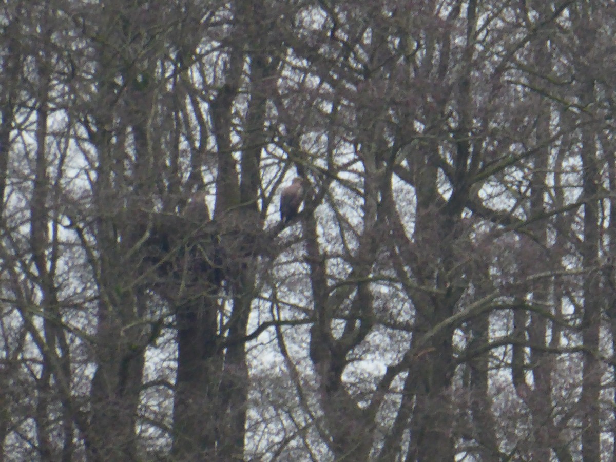 White-tailed Eagle - ML539679631