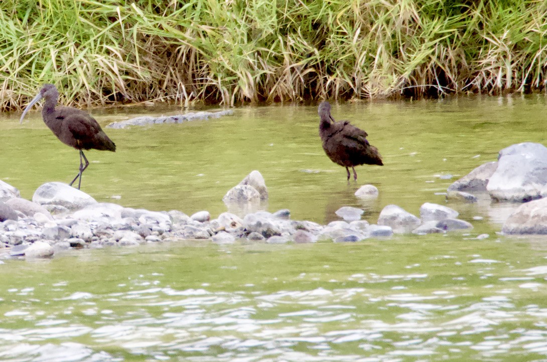 White-faced Ibis - Bitty Roy