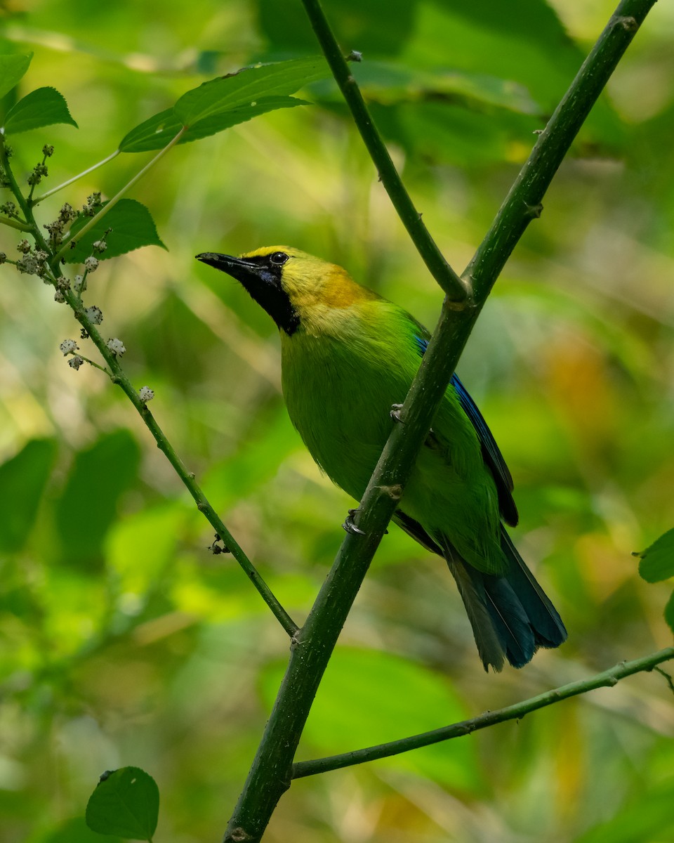 Blue-winged Leafbird - ML539679971