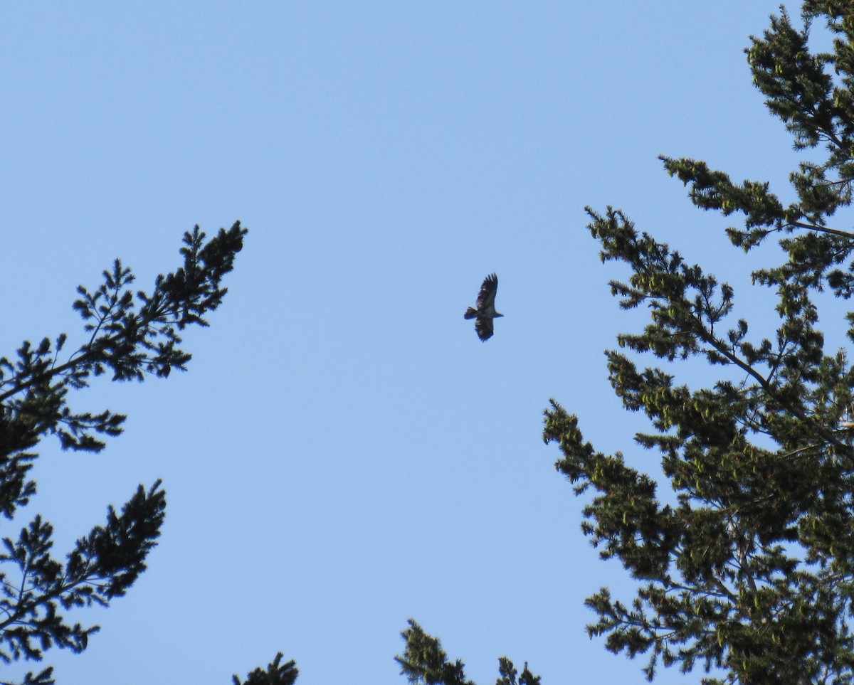 Bald Eagle - Jeff Valfer