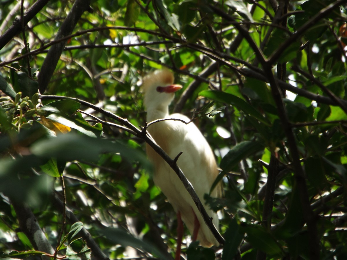 Western Cattle Egret - ML539680211