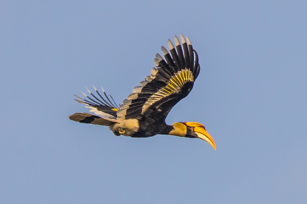 Great Hornbill - ML539680481