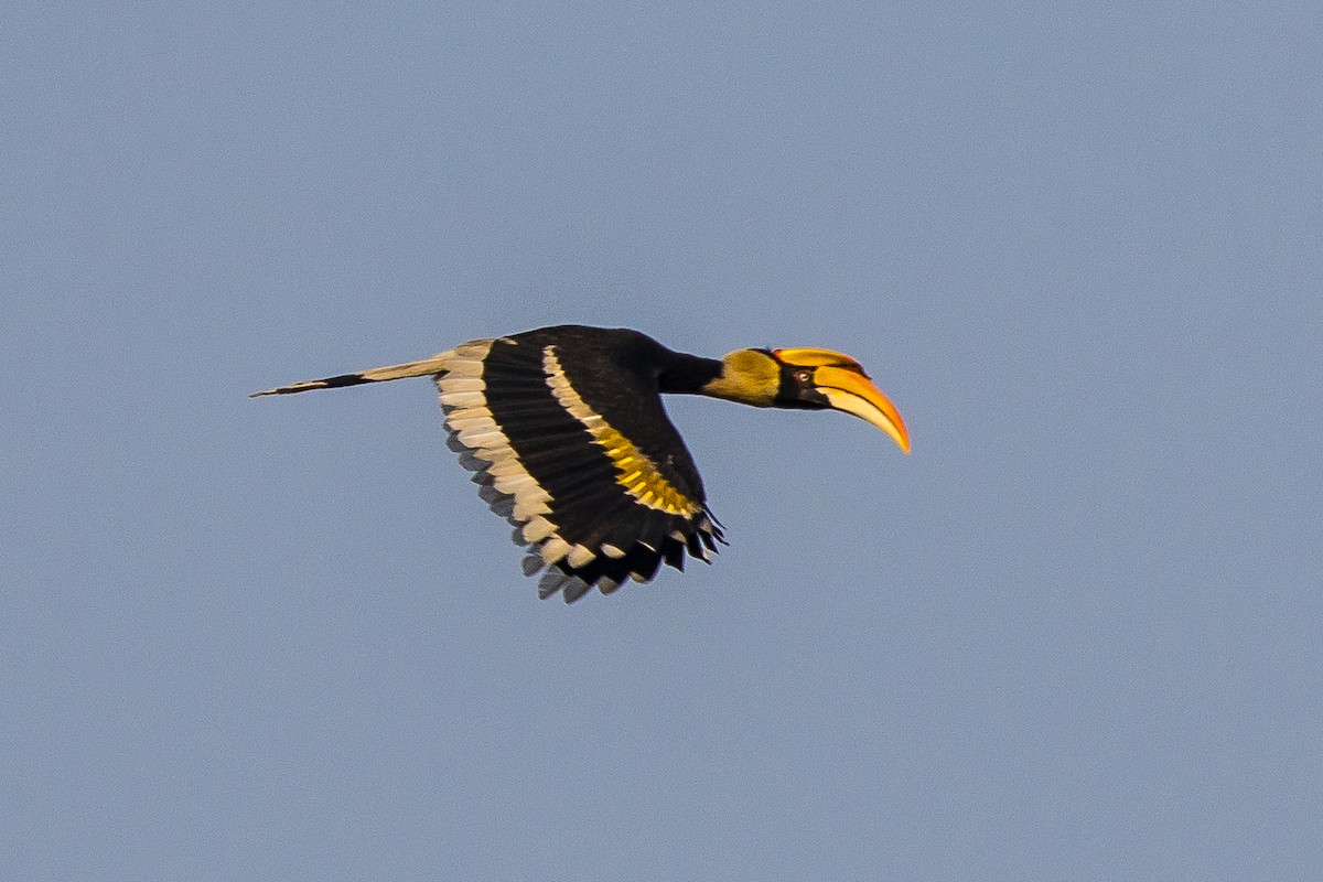 Great Hornbill - ML539680501