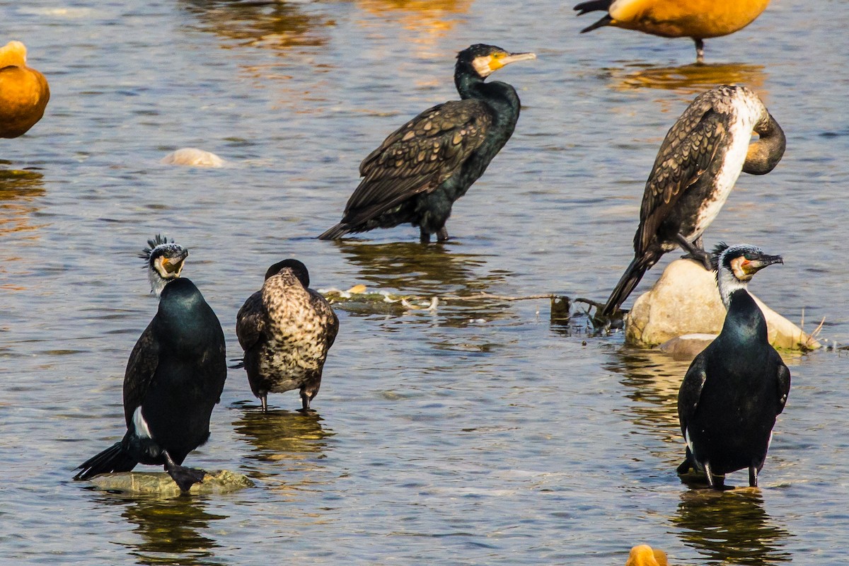 Great Cormorant - ML539680591