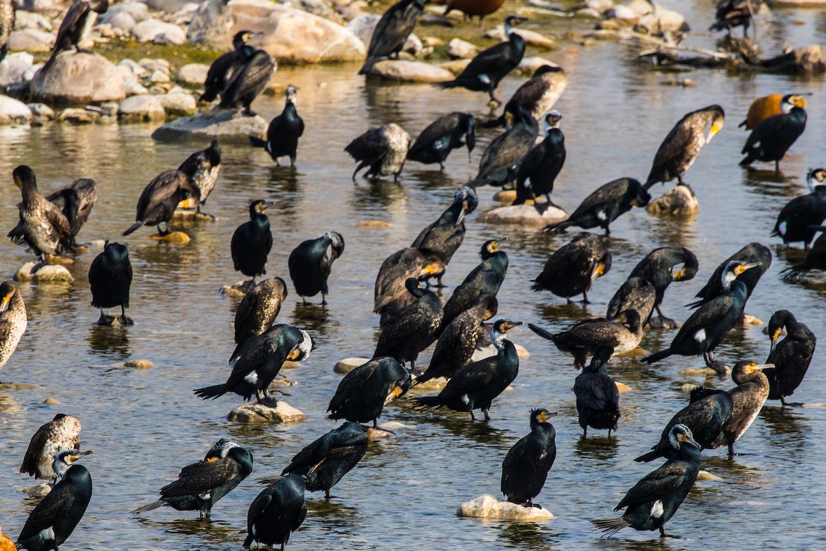 Great Cormorant - ML539680611