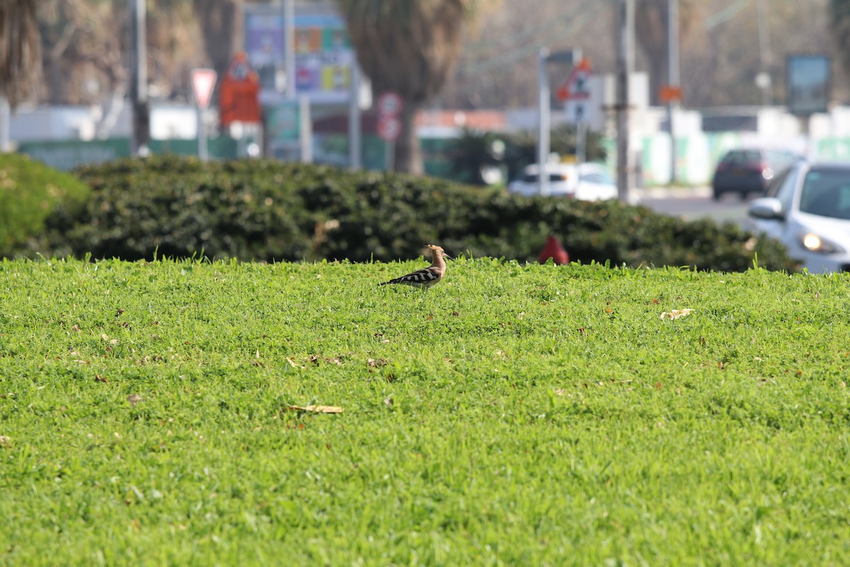 Eurasian Hoopoe - ML539680681