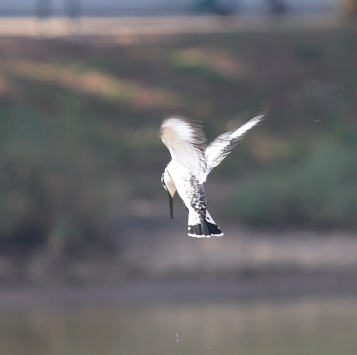 Pied Kingfisher - ML539680891
