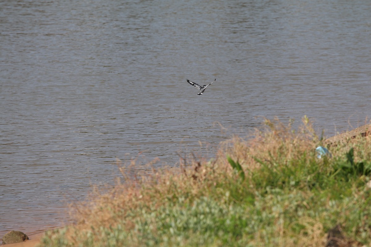 Pied Kingfisher - ML539680901