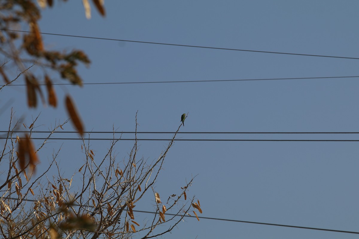 Monk Parakeet - ML539681081