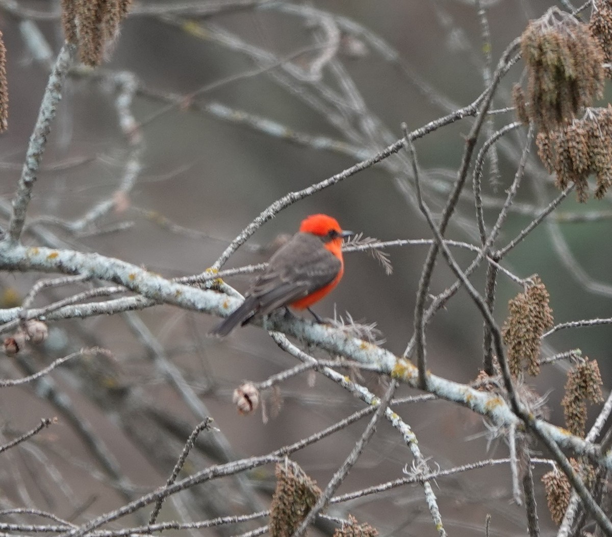 Vermilion Flycatcher - ML539681511