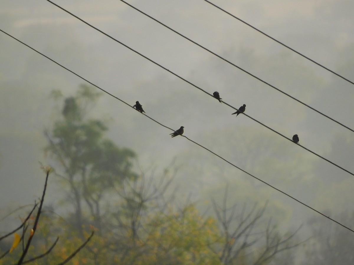 Barn Swallow - ML539682091