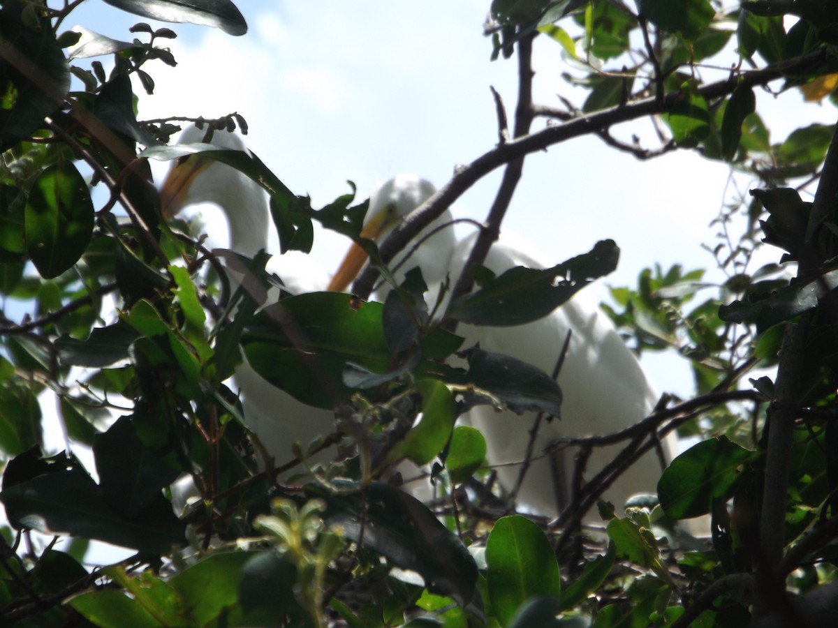 Great Egret - ML539682271