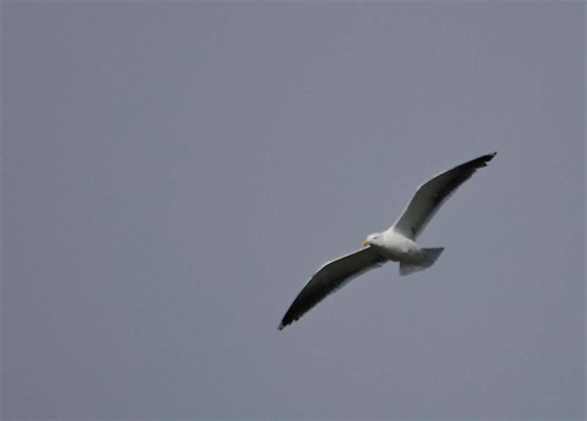 Great Black-backed Gull - Duncan Evered