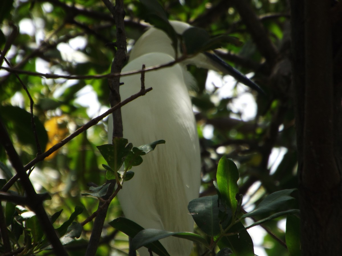 Snowy Egret - ML539683221