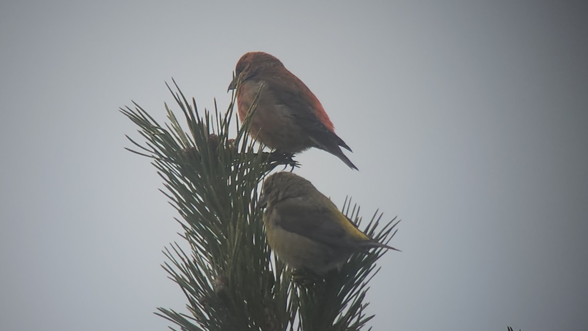 Red Crossbill - Frank Gallo