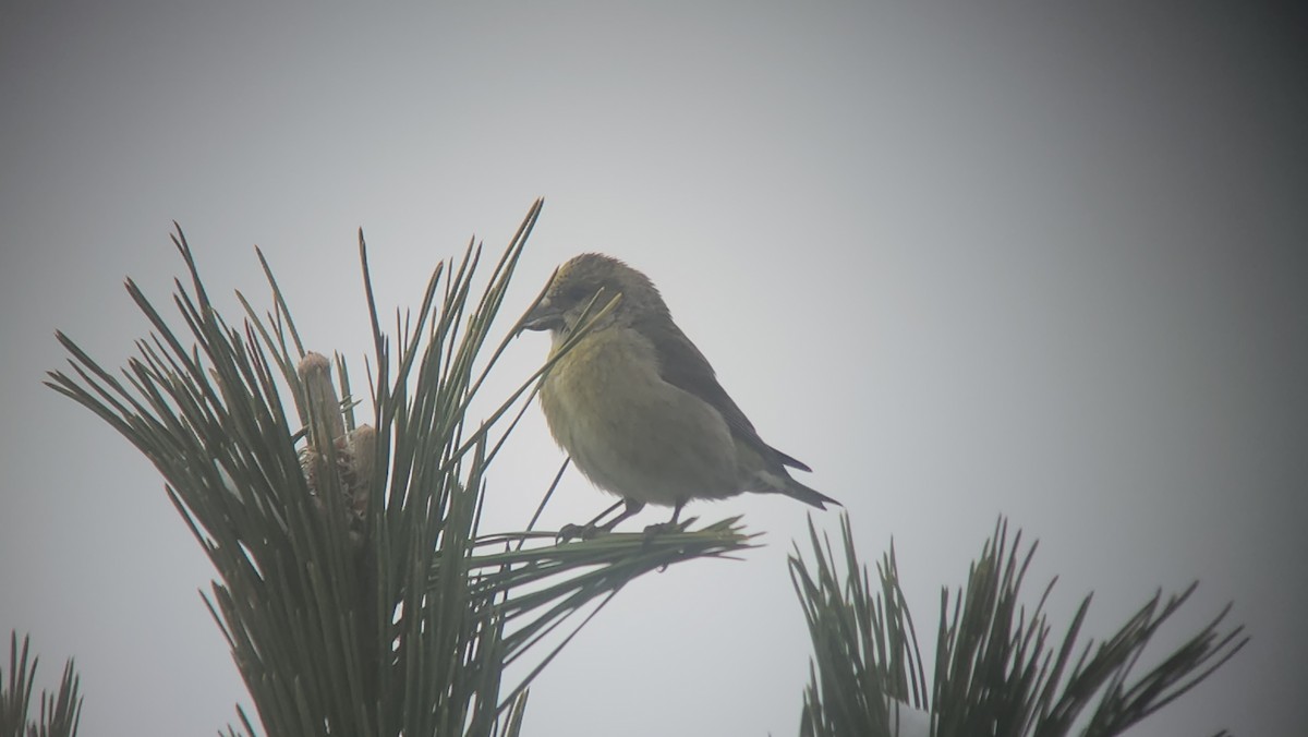 Red Crossbill - Frank Gallo