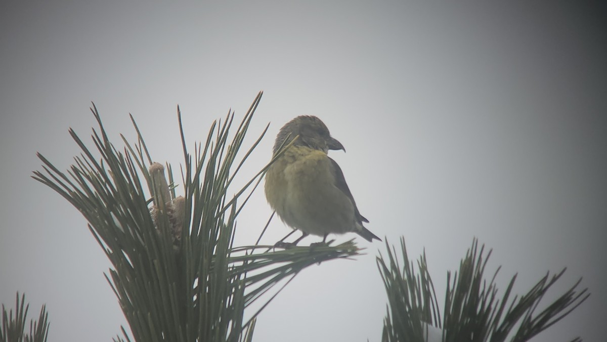 Red Crossbill - Frank Gallo