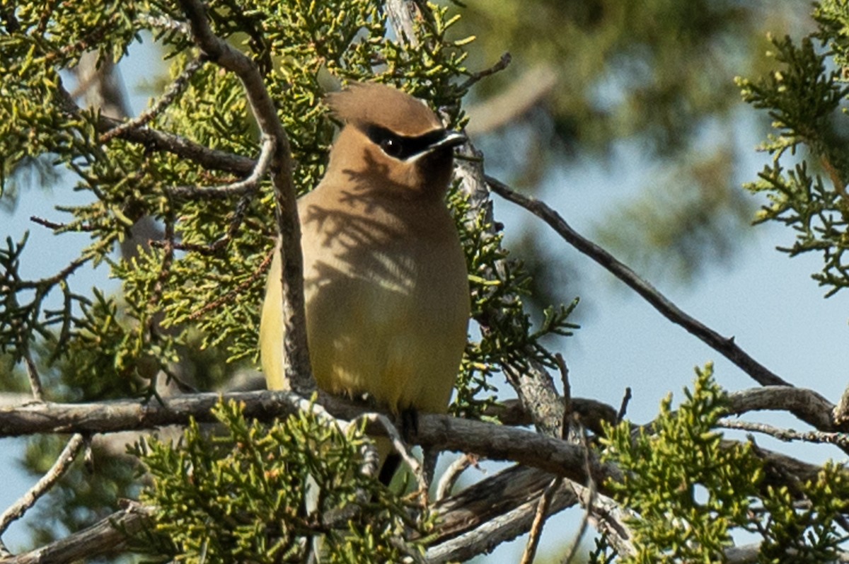 Cedar Waxwing - ML539684791