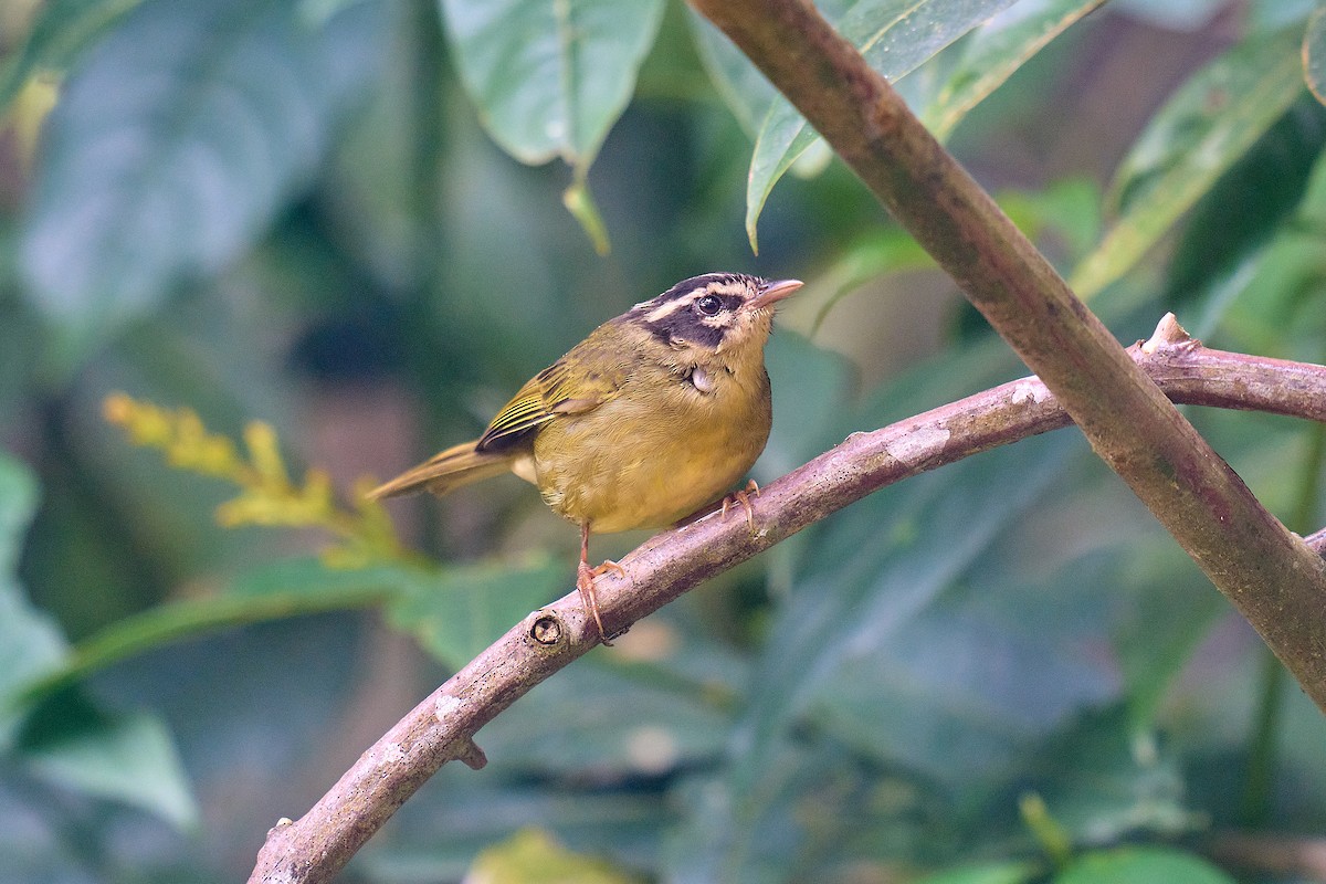 Three-striped Warbler - ML539685951