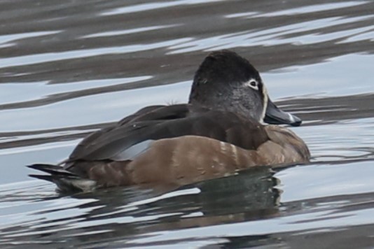 Ring-necked Duck - ML539686291