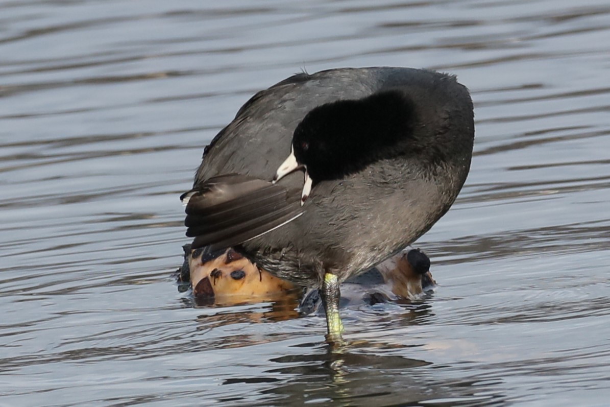 American Coot - ML539686401