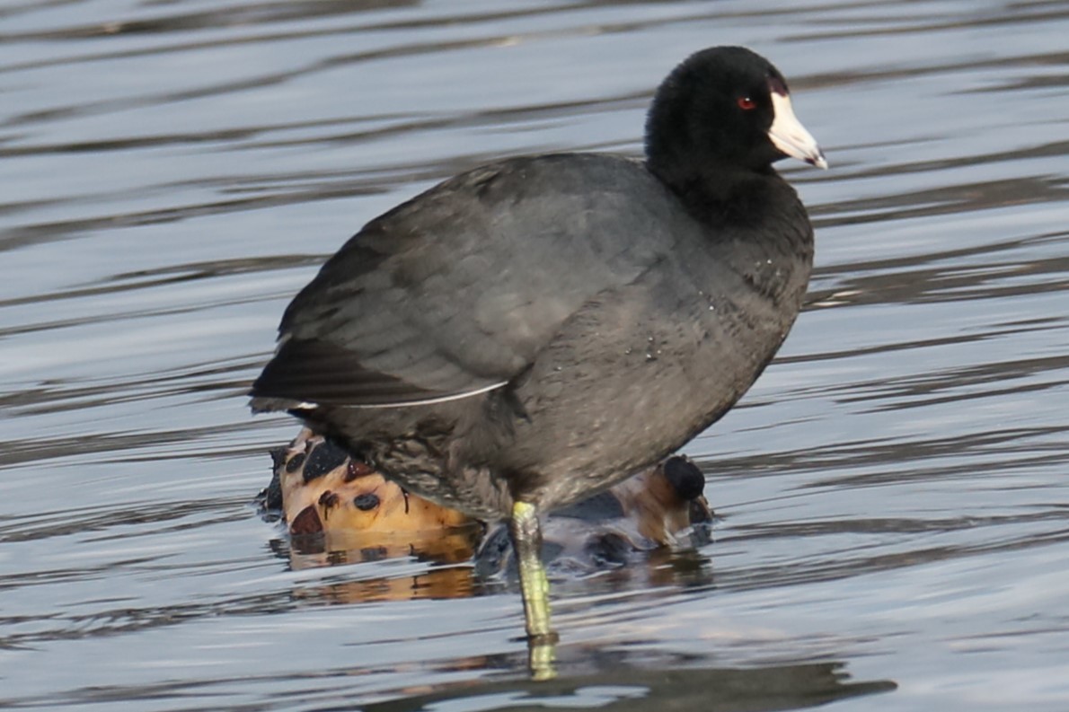 American Coot - ML539686451