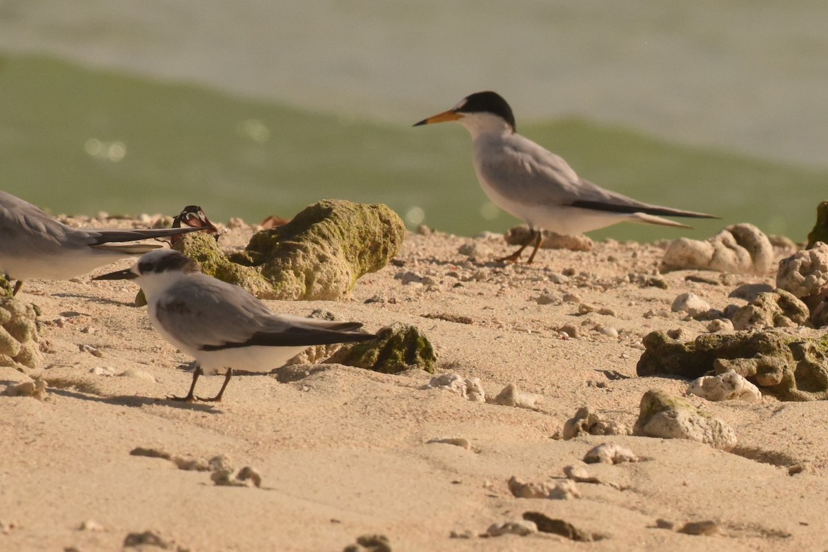 Saunders's Tern - ML539686681