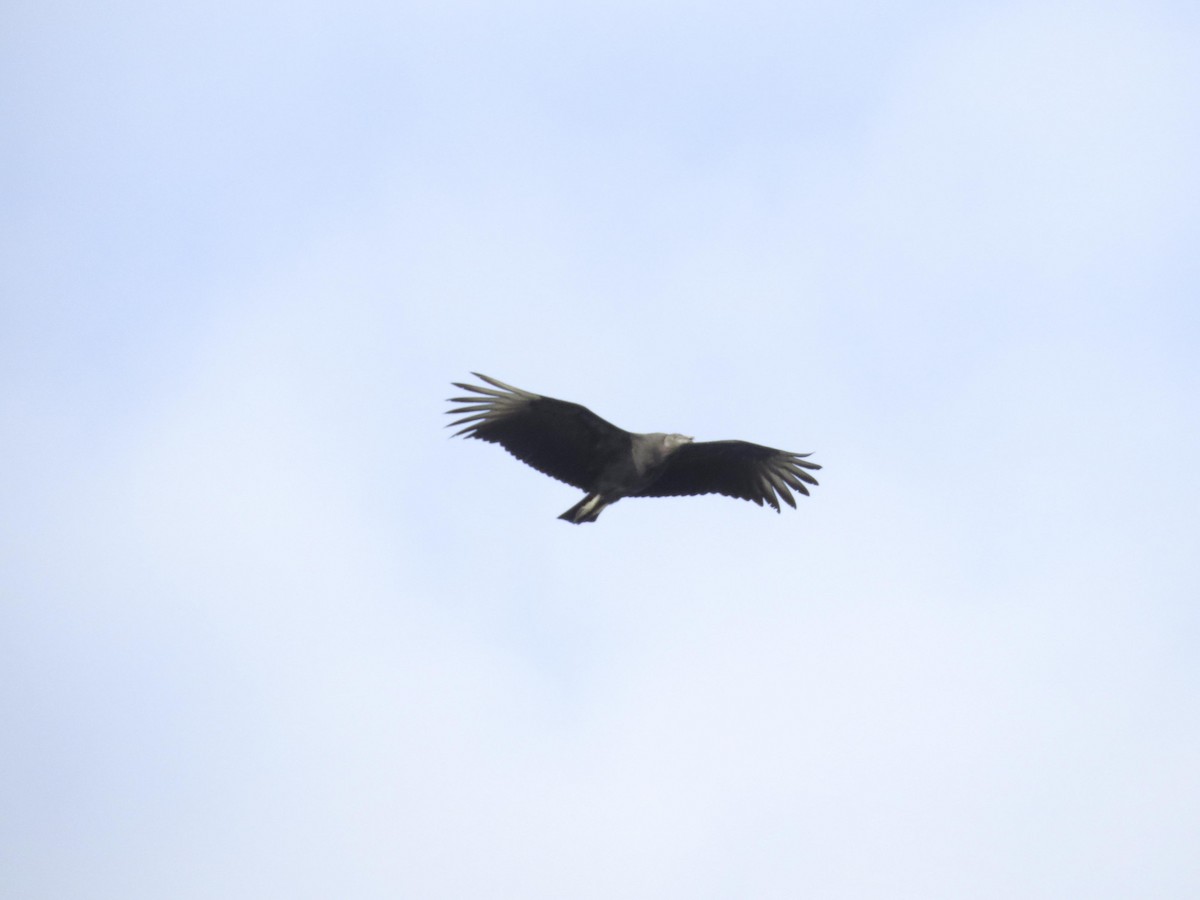 Black Vulture - ML539686691