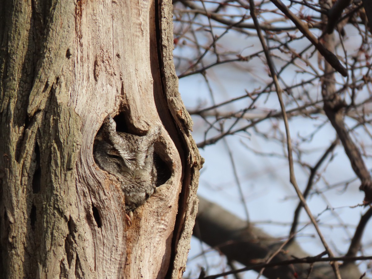 Eastern Screech-Owl - ML539689701