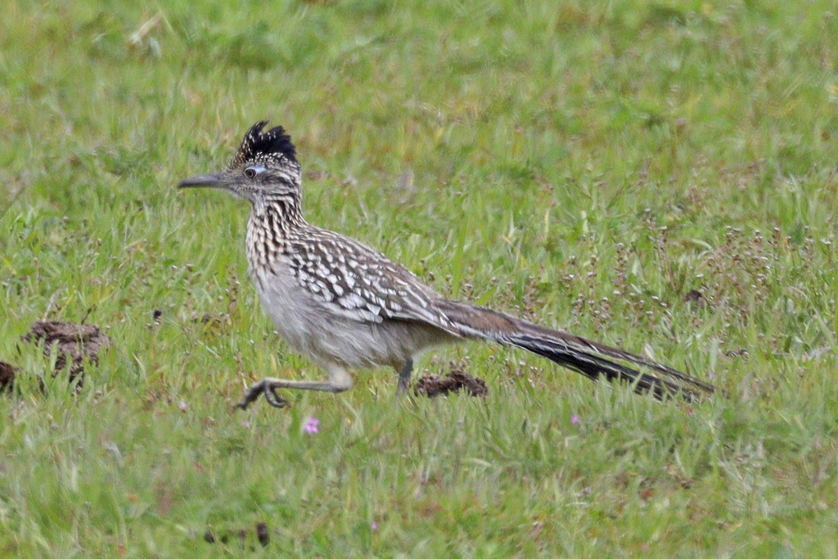 Greater Roadrunner - ML539690571