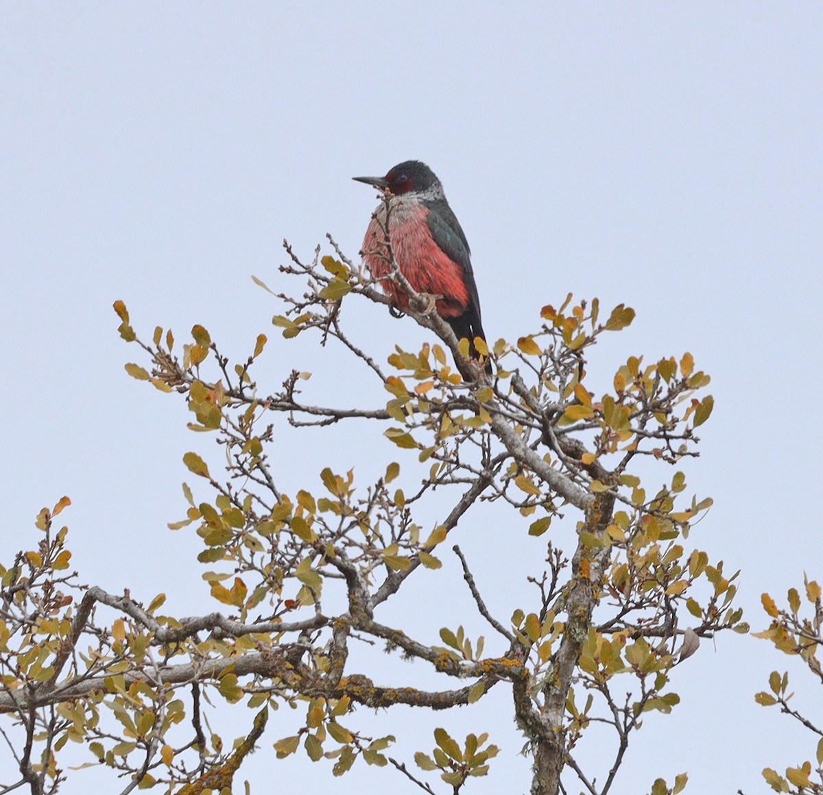 Lewis's Woodpecker - ML539690841