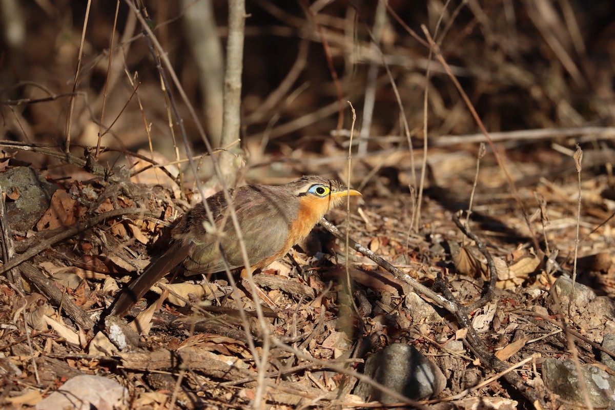 Lesser Ground-Cuckoo - ML539691711