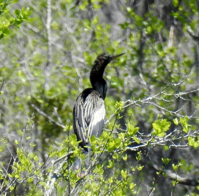 Anhinga - deborah grimes