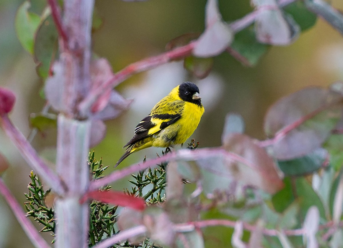 Hooded Siskin - ML539693131