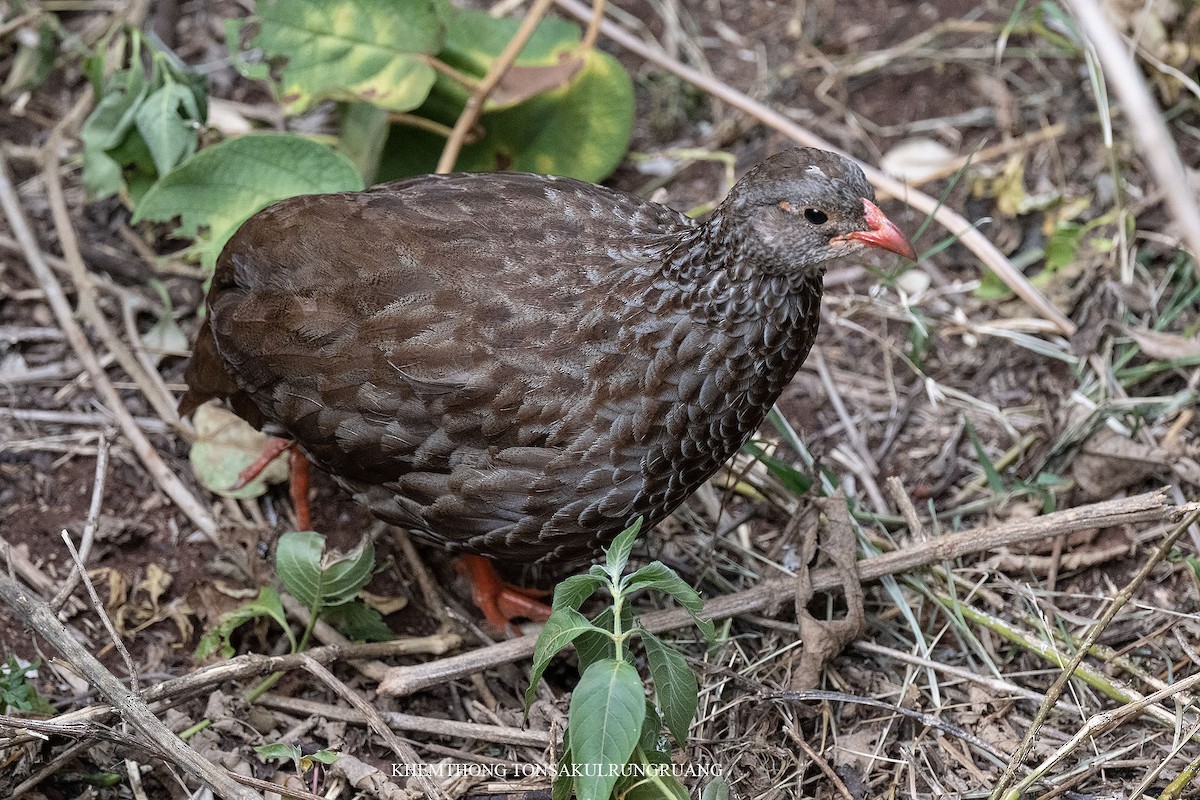 Scaly Spurfowl - ML539694421