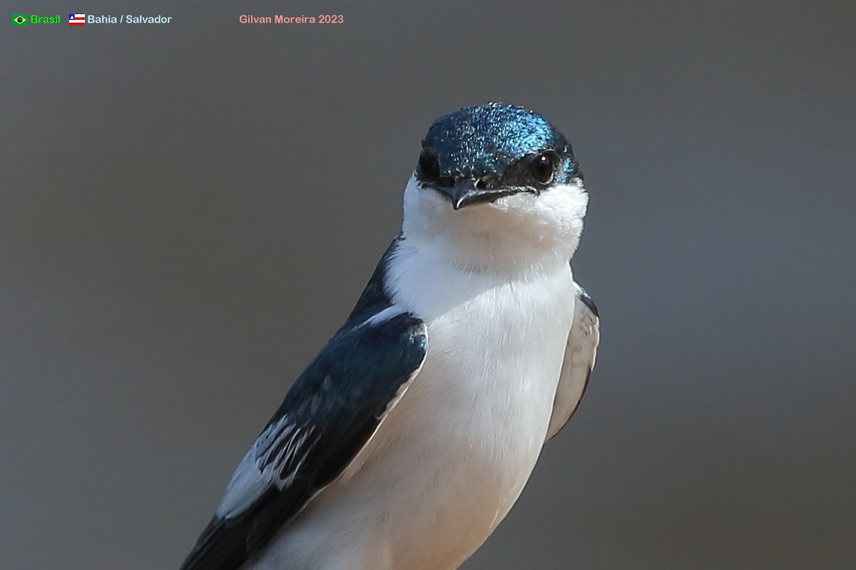 White-winged Swallow - Gilvan Moreira