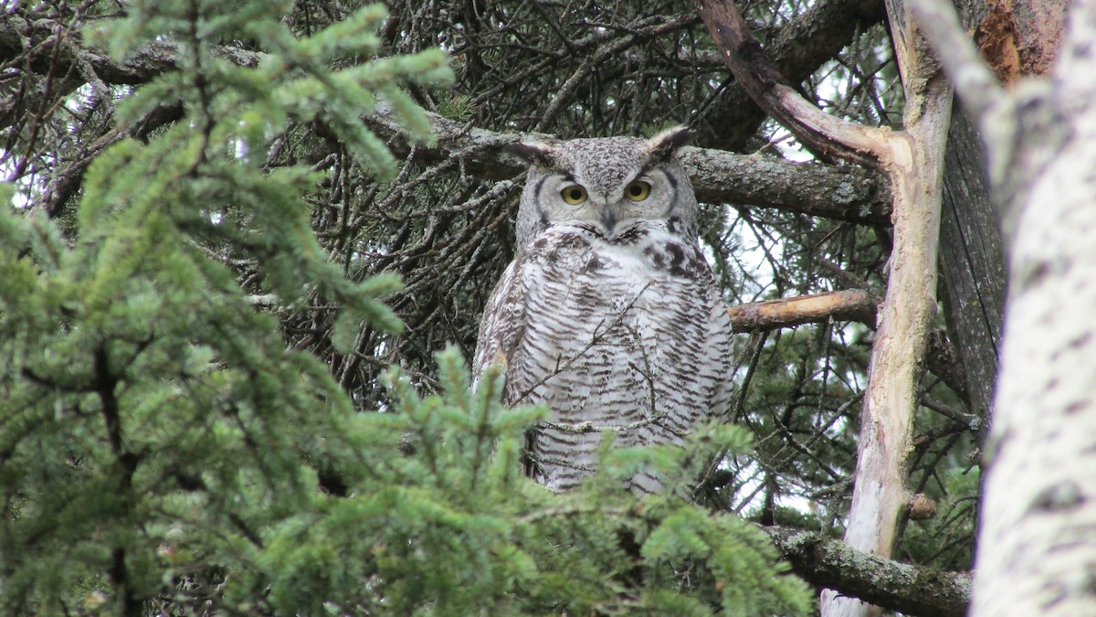 Great Horned Owl - ML53969541